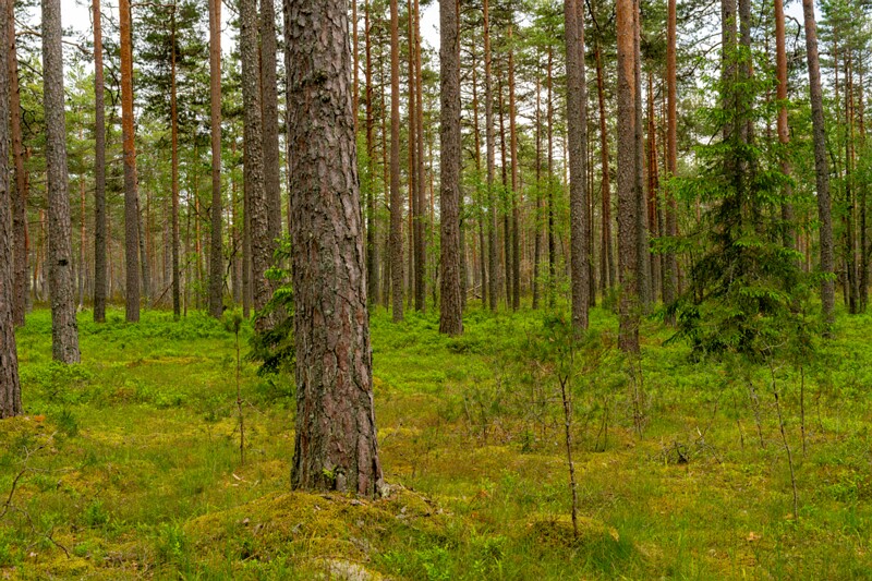 viru-raba 2025-06-07 5-23