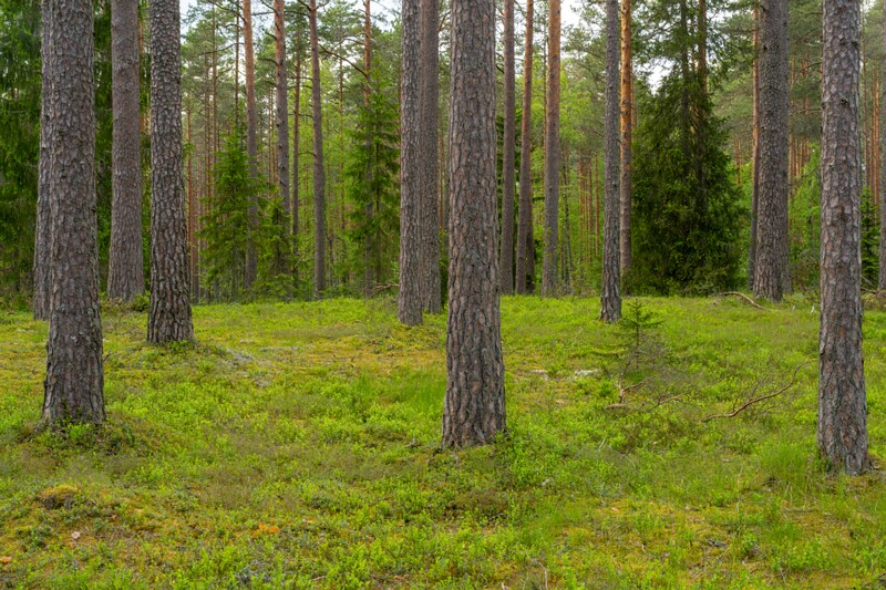 viru-raba 2025-06-07 5-24