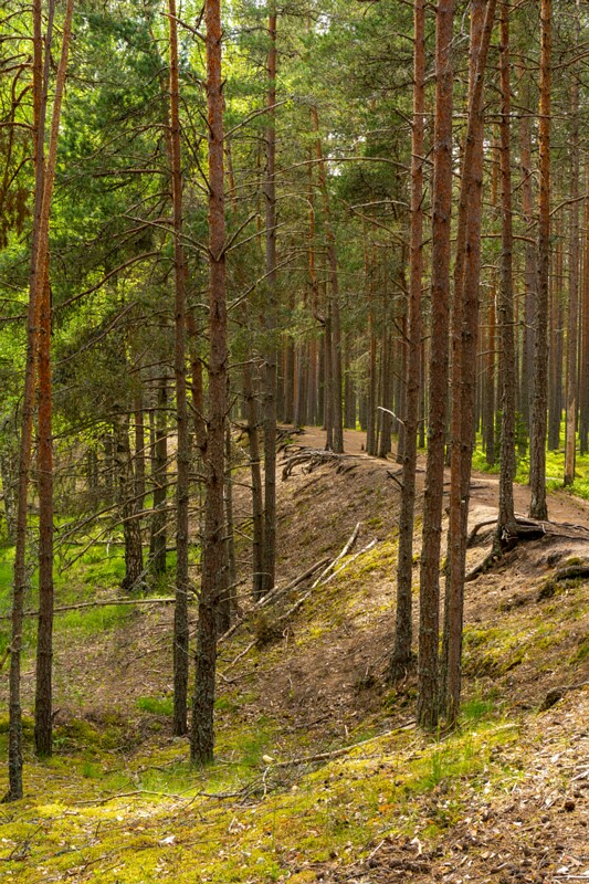 viru-raba 2025-06-07 5-3