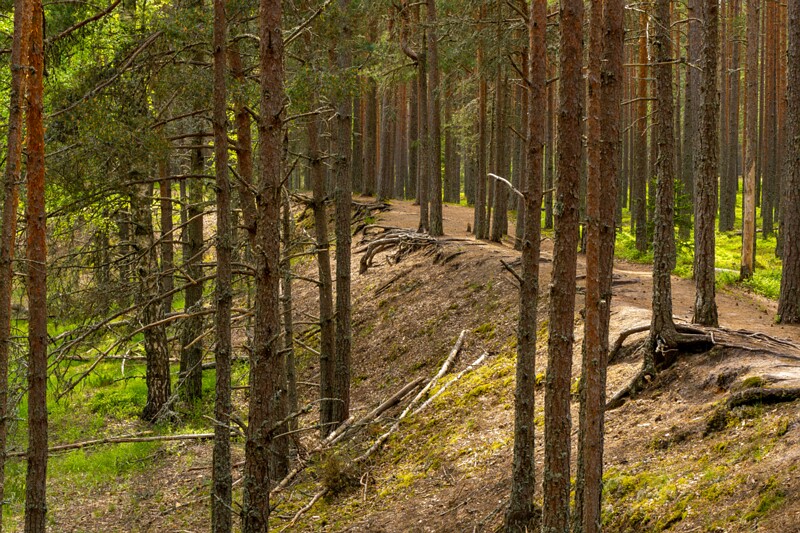 viru-raba 2025-06-07 5-4