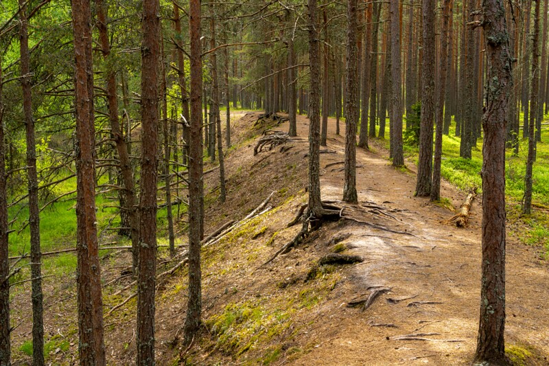 viru-raba 2025-06-07 5-5