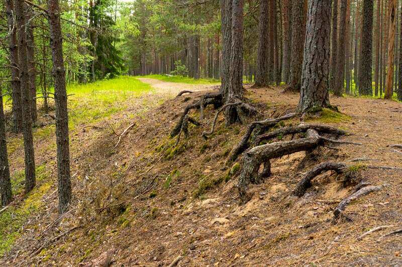 viru-raba 2025-06-07 5-7