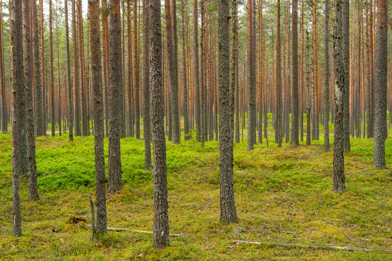 viru-raba 2025-06-07 5-8