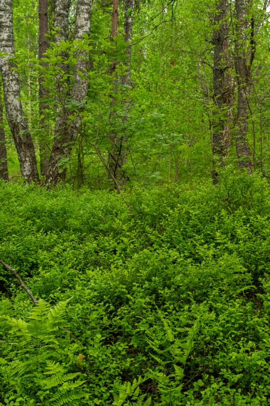 viru-raba 2025-06-07 5-9