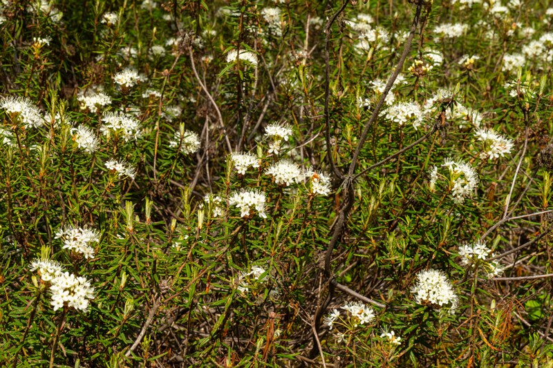 viru-raba 2025-06-07 6-1