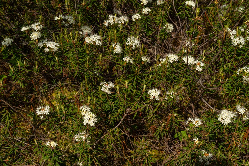 viru-raba 2025-06-07 6-2