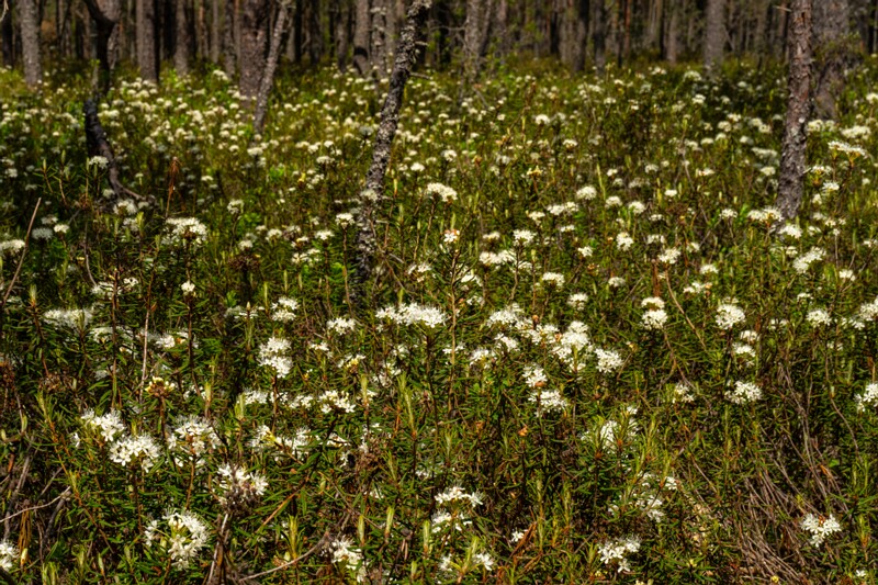 viru-raba 2025-06-07 6-3