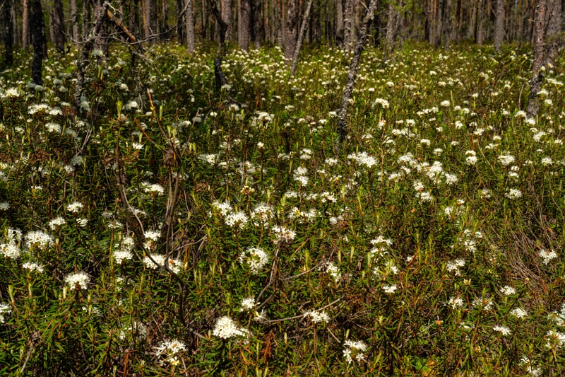 viru-raba 2025-06-07 6-4