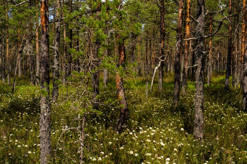 viru-raba 2025-06-07 6-5