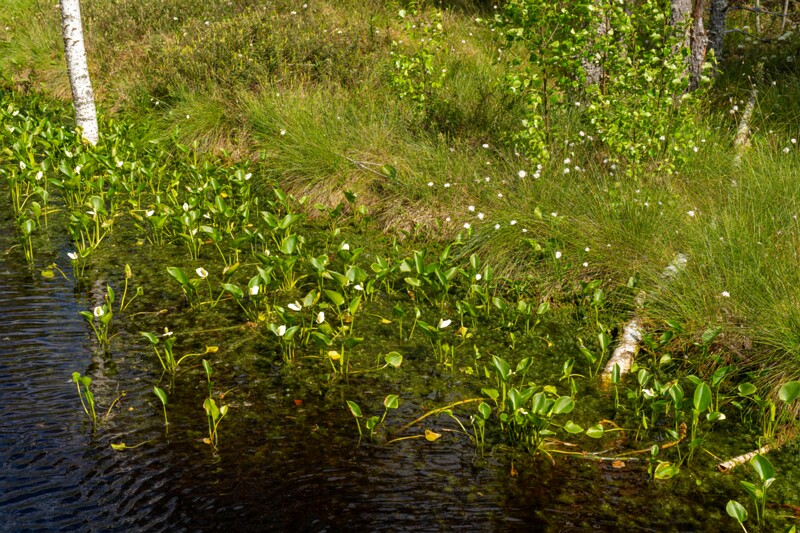 viru-raba 2025-06-07 7-4