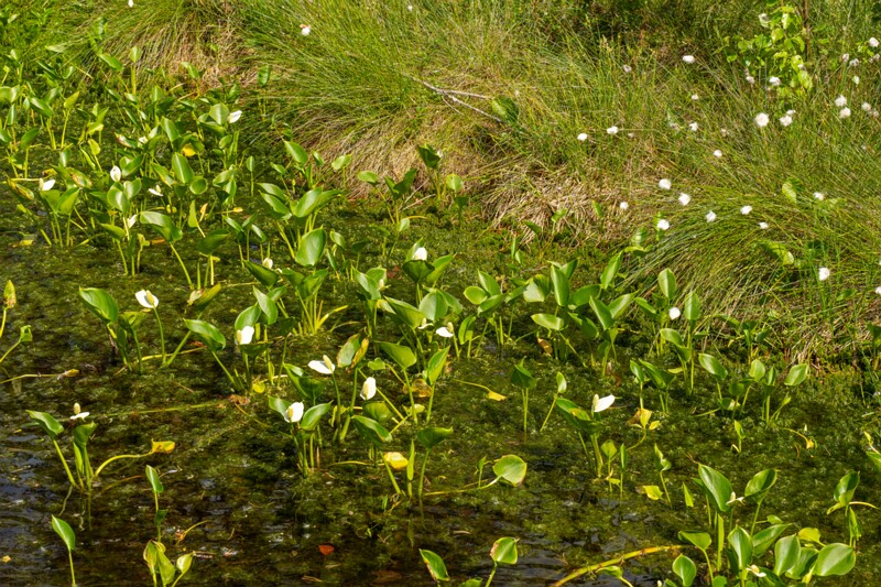 viru-raba 2025-06-07 7-5