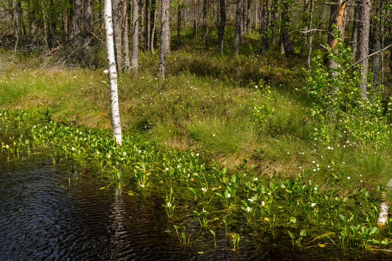 viru-raba 2025-06-07 7-6