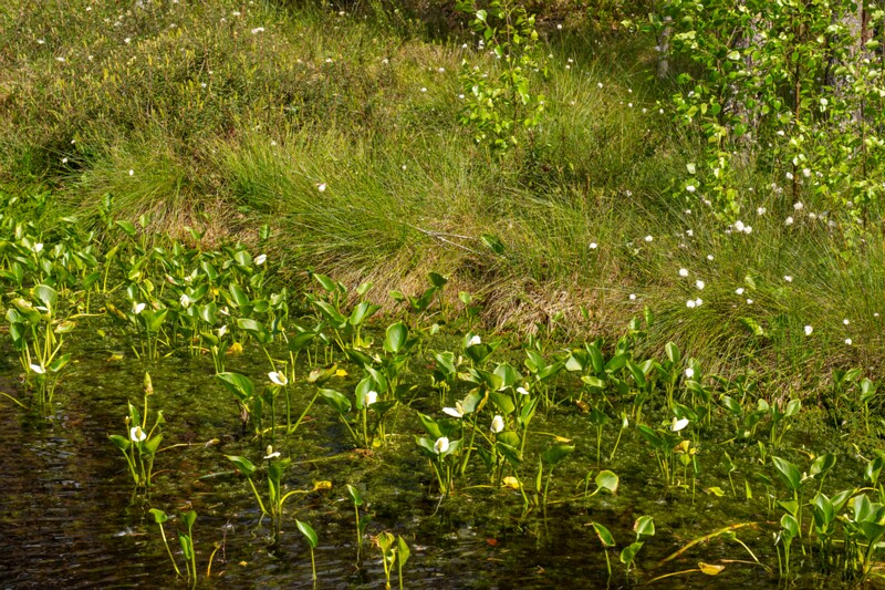 viru-raba 2025-06-07 7-7