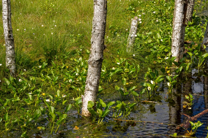 viru-raba 2025-06-07 7-8