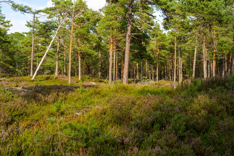 Nõva maastikukaitseala