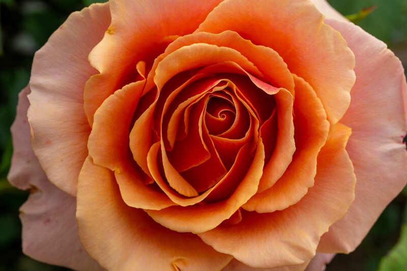 Tallinna Botaanikaaia Rosaarium